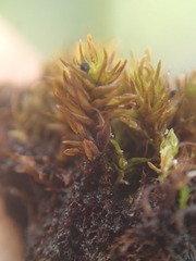 Hyophila involuta