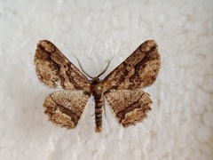 Menophra japygiaria