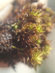 Hyophila involuta