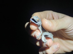 Strophurus williamsi