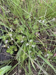 Dyschoriste setigera