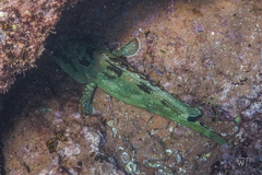 Epinephelus labriformis