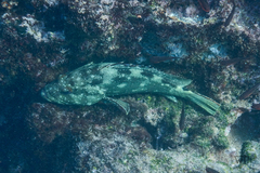 Epinephelus labriformis