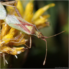 Harmostes reflexulus