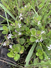 Dyschoriste setigera