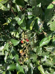 Rubus pyrifolius