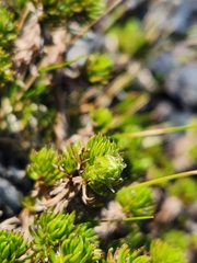 Celmisia lateralis lateralis