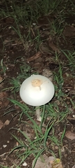 Chlorophyllum