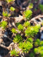 Celmisia lateralis lateralis