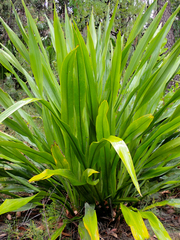 Doryanthes excelsa