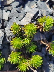 Celmisia lateralis lateralis