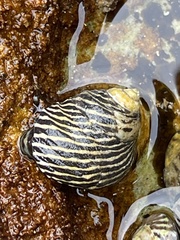 Austrocochlea porcata