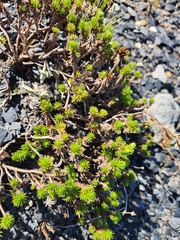 Celmisia lateralis lateralis