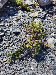 Celmisia lateralis lateralis