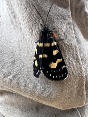 Phalaenoides tristifica