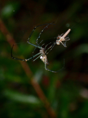 Leucauge dromedaria