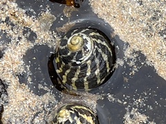 Austrocochlea porcata