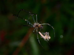 Leucauge dromedaria