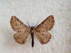 Menophra japygiaria
