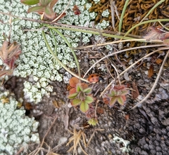 Coccinella undecimpunctata