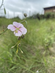 Heliophila rigidiuscula