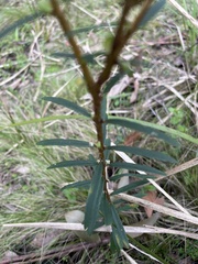 Pimelea axiflora