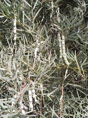 Acacia iteaphylla