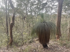 Xanthorrhoea media