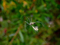 Leucauge dromedaria