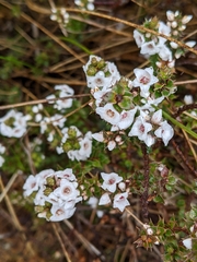 Epacris gunnii