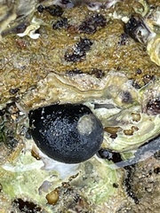 Nerita melanotragus