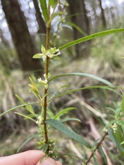 Pimelea axiflora