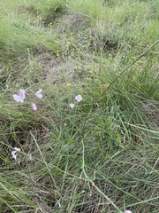 Heliophila rigidiuscula