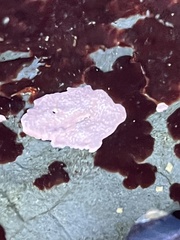 Lithothamnion