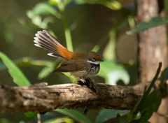 Rhipidura rufifrons