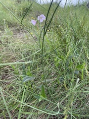 Heliophila rigidiuscula