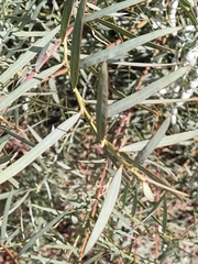 Acacia iteaphylla