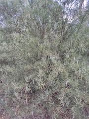 Acacia iteaphylla