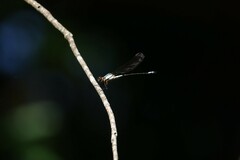 Diphlebia euphoeoides