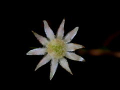 Actinotus minor