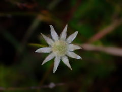 Actinotus minor