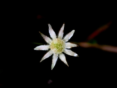Actinotus minor