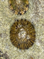Cellana tramoserica