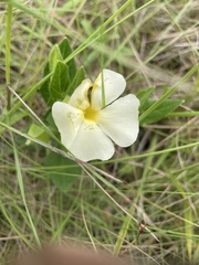 Thunbergia