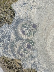 Pyura praeputialis