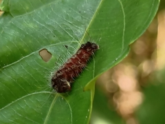 Thyrassia