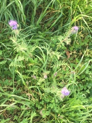 Phacelia tanacetifolia