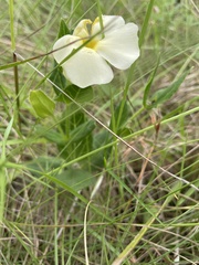 Thunbergia
