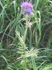 Phacelia tanacetifolia