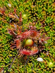 Drosera stenopetala